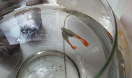 孔雀鱼生小鱼的视频